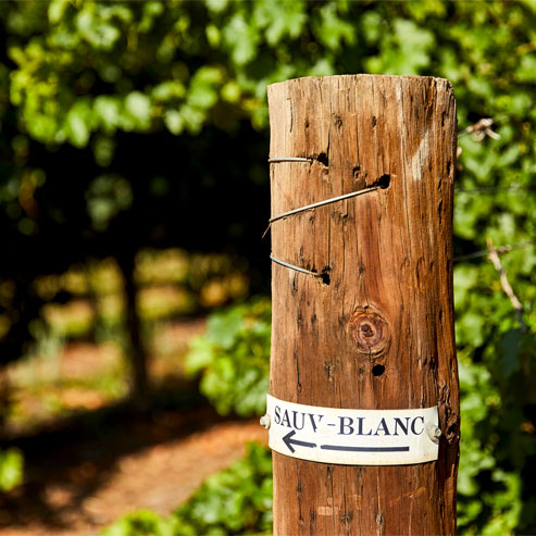 Jansz Winemaker Jennifer DoyleOxford Landing Sauvignon Blanc 2023, A Vintage update from Andy La Nauze, our Senior Winemaker at Oxford Landing.