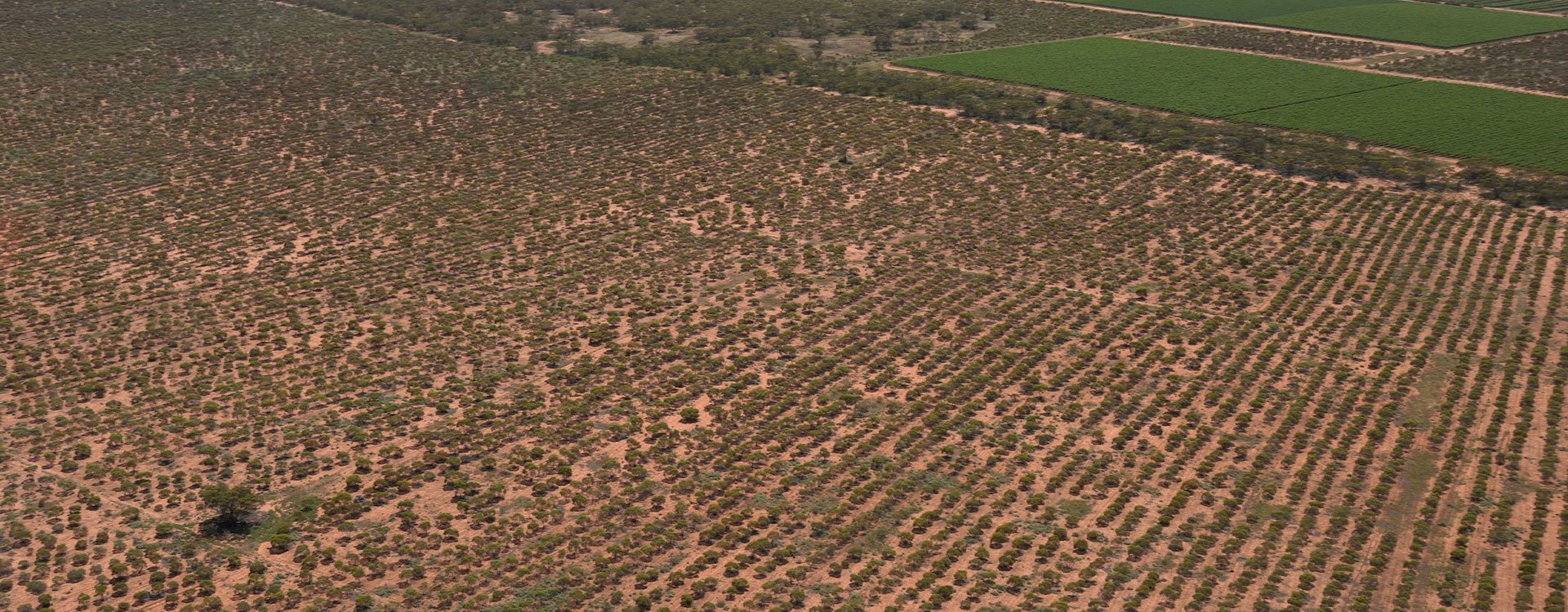 one to one revegetation - the vineyard and re-vegetation from above