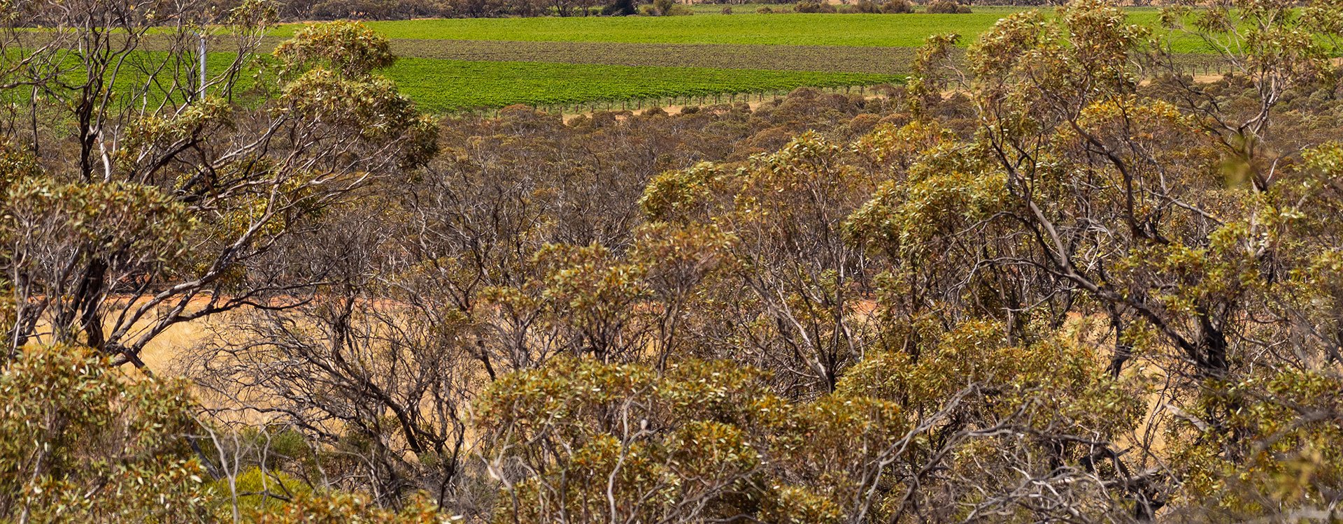 one to one revegetation - Vineyards through the re-vegetation