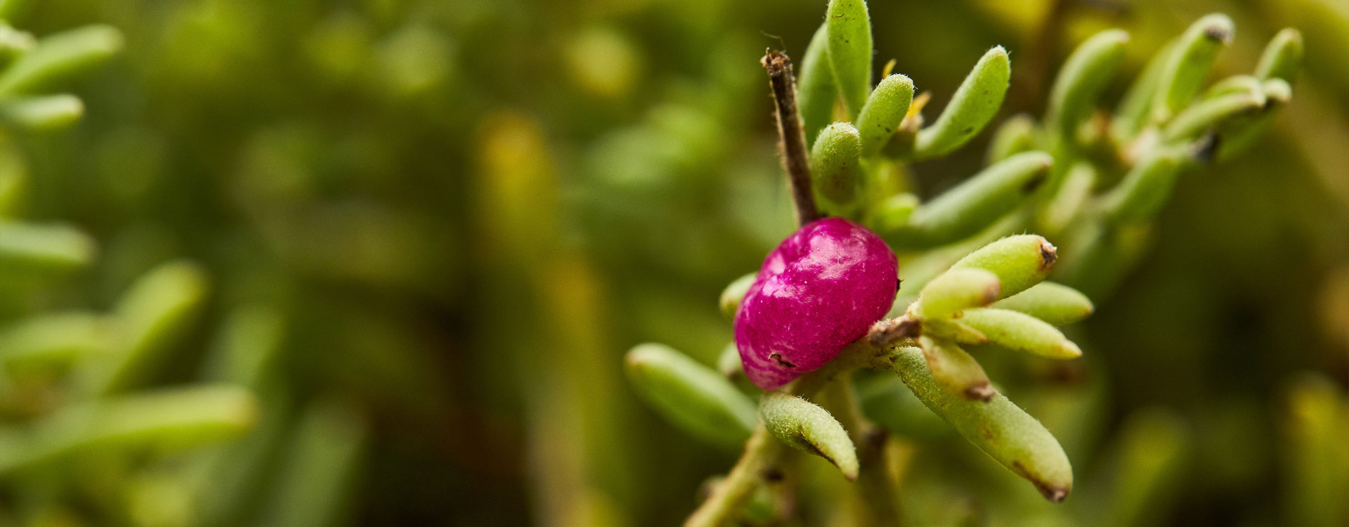 one to one revegetation - ruby saltbush