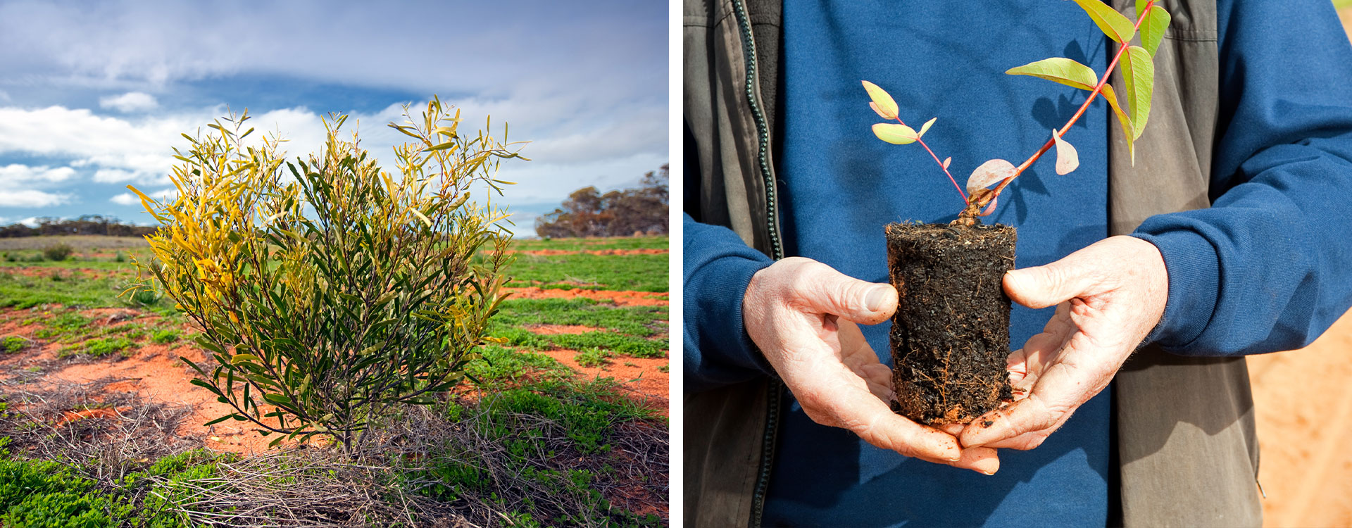 one to one revegetation - some re-vegetation in progress